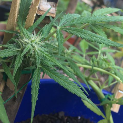 Candy cream auto growlog timeline photo