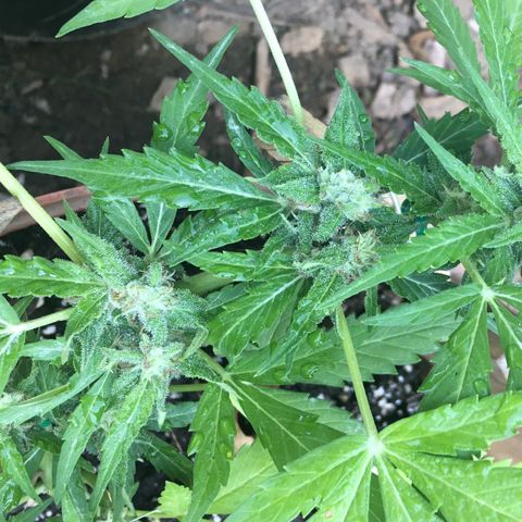 Alaska 47 auto growlog timeline photo