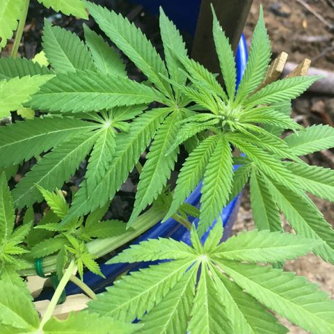 The Cheese growlog timeline photo