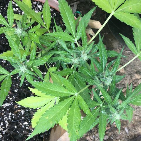 Alaska 47 auto growlog timeline photo