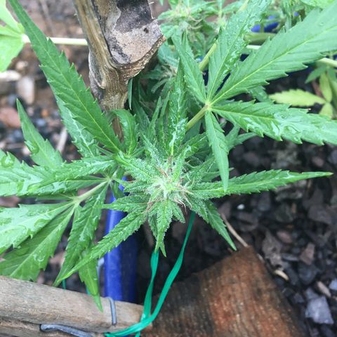 Candy cream auto growlog timeline photo