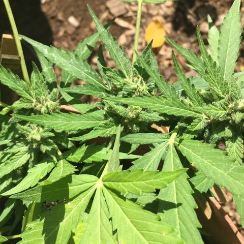 Alaska 47 auto growlog timeline photo