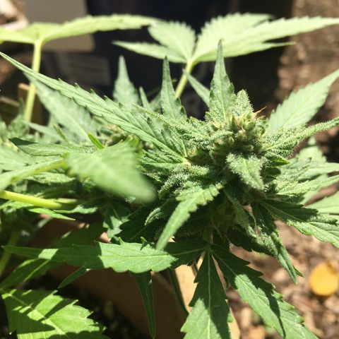 Alaska 47 auto growlog timeline photo