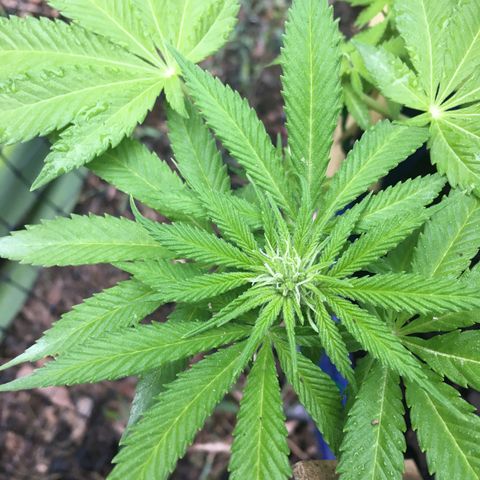 The Cheese growlog timeline photo