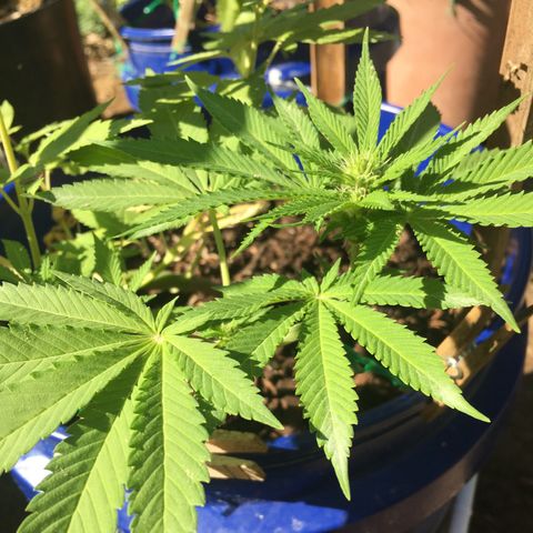 The Cheese growlog timeline photo