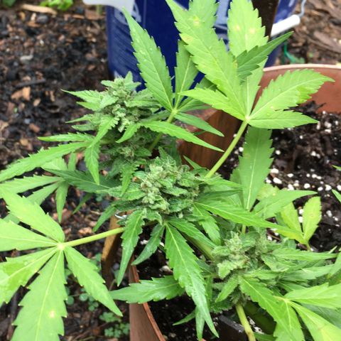 Alaska 47 auto growlog timeline photo