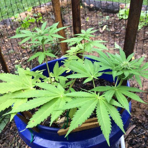 The Cheese growlog timeline photo