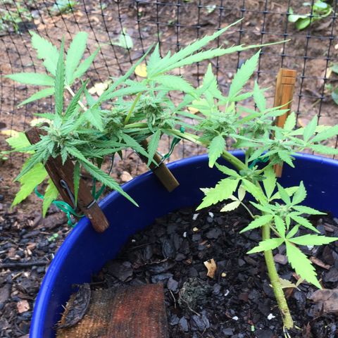 Candy cream auto growlog timeline photo