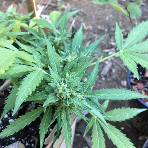 Alaska 47 auto growlog timeline photo