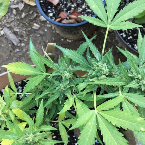 Alaska 47 auto growlog timeline photo
