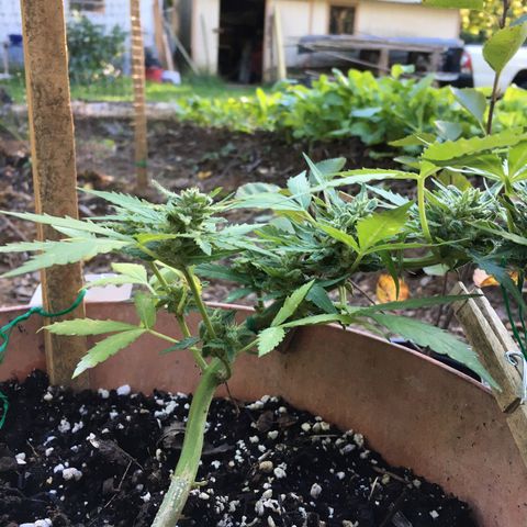 Alaska 47 auto growlog timeline photo