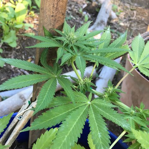 The Cheese growlog timeline photo
