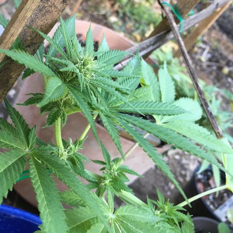 The Cheese growlog timeline photo