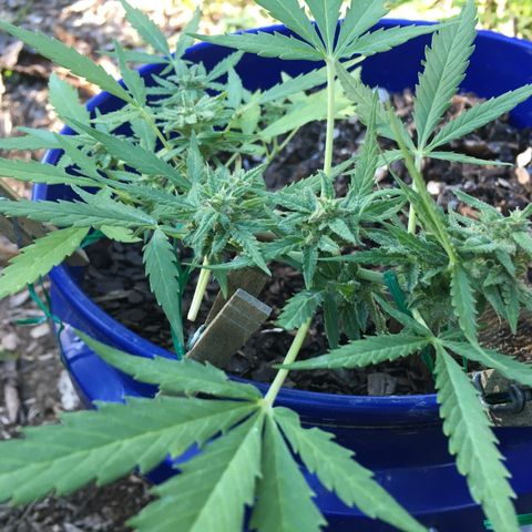 Candy cream auto growlog timeline photo