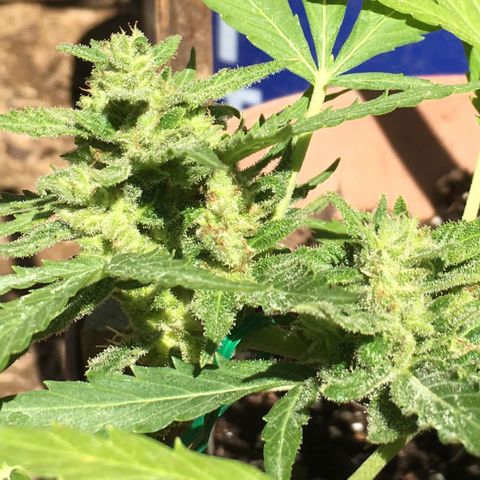 Alaska 47 auto growlog timeline photo