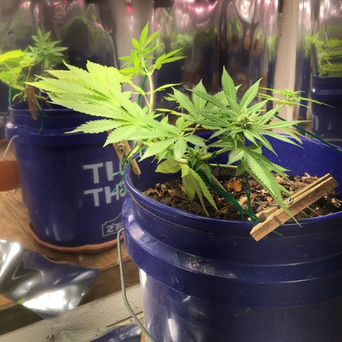 The Cheese growlog timeline photo