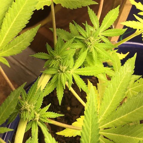 The Cheese growlog timeline photo