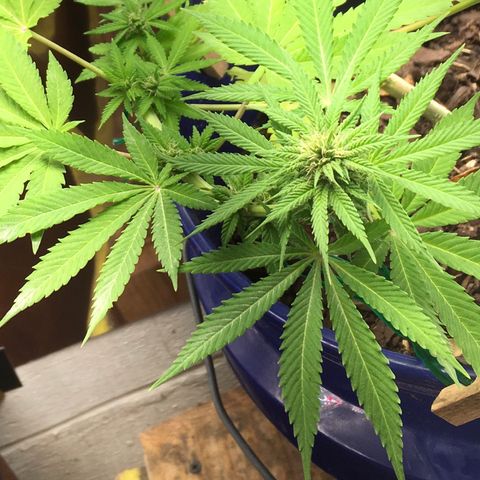 The Cheese growlog timeline photo