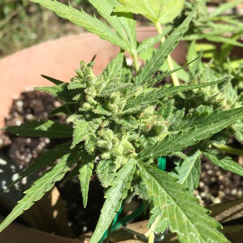 Alaska 47 auto growlog timeline photo