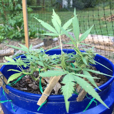 Candy cream auto growlog timeline photo