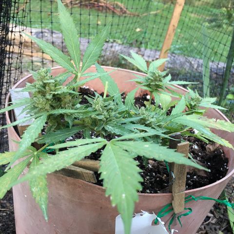 Alaska 47 auto growlog timeline photo