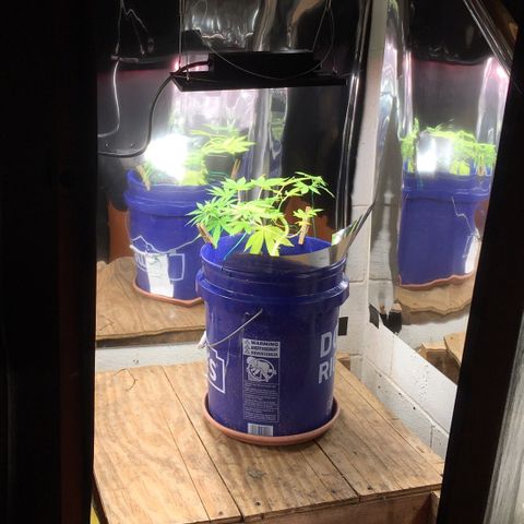 The Cheese growlog timeline photo