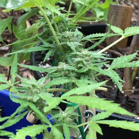 Candy cream auto growlog timeline photo