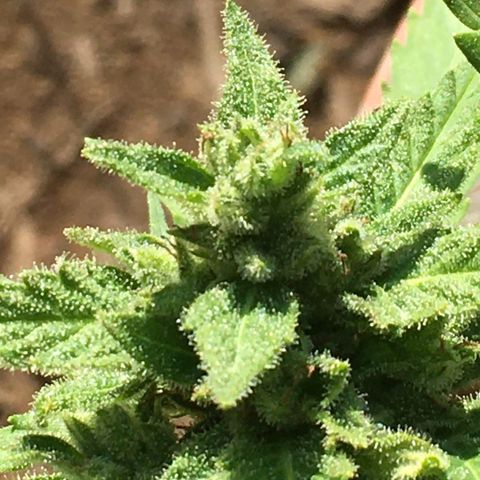 Alaska 47 auto growlog timeline photo