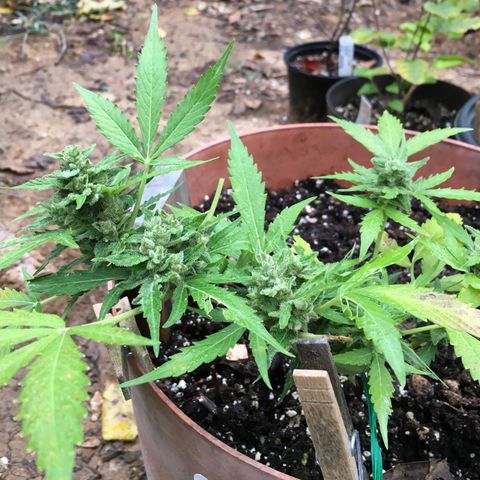 Alaska 47 auto growlog timeline photo