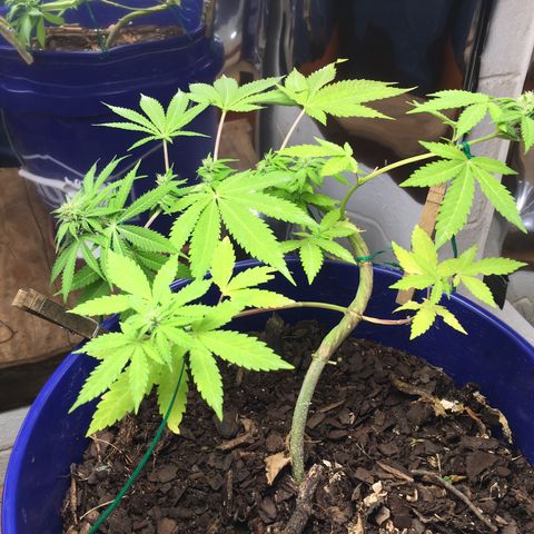 The Cheese growlog timeline photo