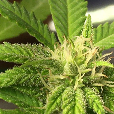 The Cheese growlog timeline photo