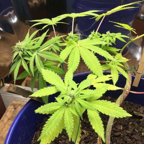 The Cheese growlog timeline photo