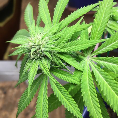 The Cheese growlog timeline photo