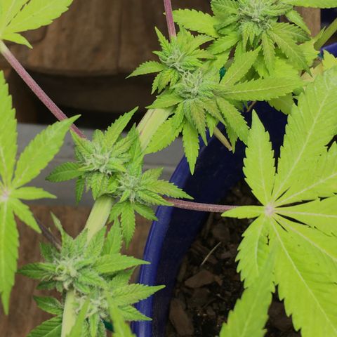 The Cheese growlog timeline photo
