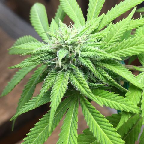 The Cheese growlog timeline photo