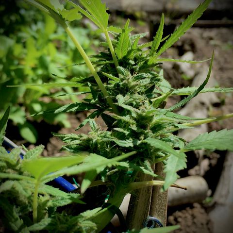 Candy cream auto growlog timeline photo