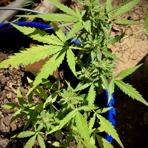 Candy cream auto growlog timeline photo