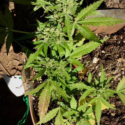 Alaska 47 auto growlog timeline photo