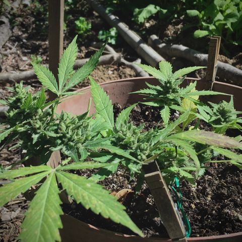 Alaska 47 auto growlog timeline photo