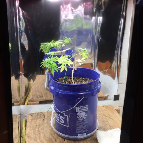 The Cheese growlog timeline photo