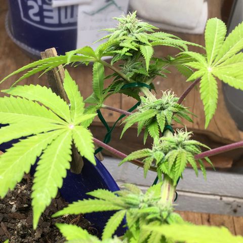 The Cheese growlog timeline photo
