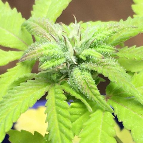 The Cheese growlog timeline photo