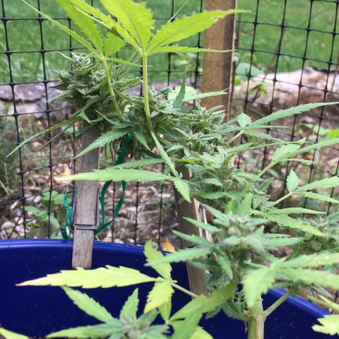 Candy cream auto growlog timeline photo