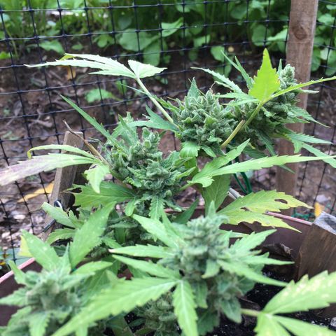 Alaska 47 auto growlog timeline photo