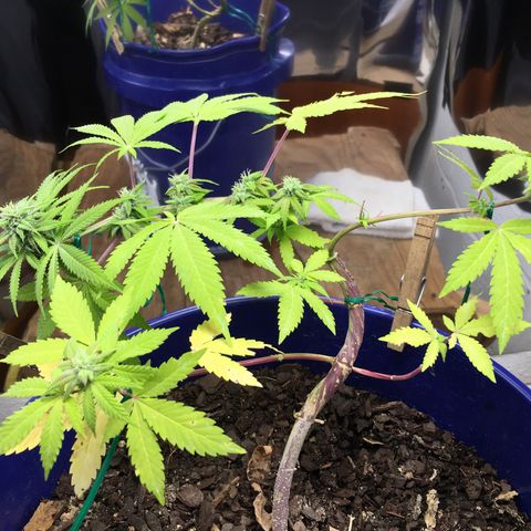 The Cheese growlog timeline photo