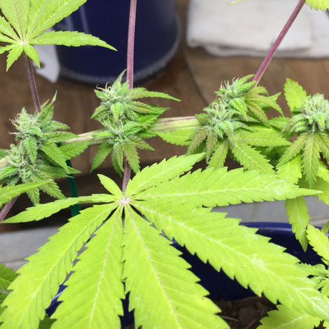 The Cheese growlog timeline photo