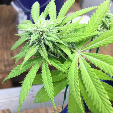 The Cheese growlog timeline photo