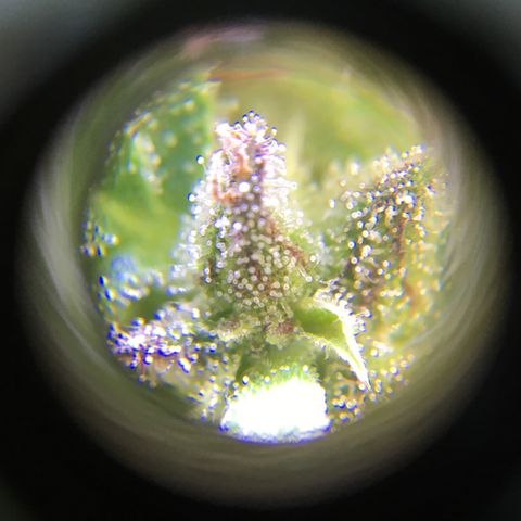 Candy cream auto growlog photo: I’d call it a mixture of clear and cloudy ⛅️ 
