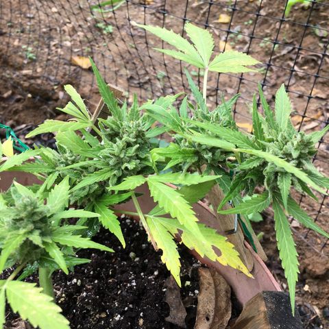 Alaska 47 auto growlog timeline photo
