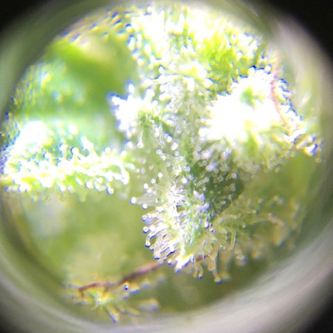 Alaska 47 auto growlog timeline photo